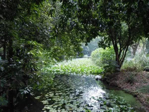 杭州西溪濕地不一樣的風(fēng)景