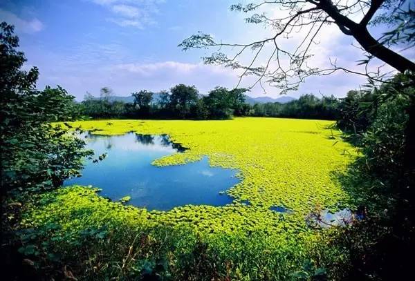 杭州西溪濕地不一樣的風(fēng)景