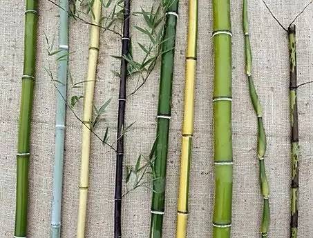 庭院設(shè)計(jì)，竹子在庭院中造景的運(yùn)用