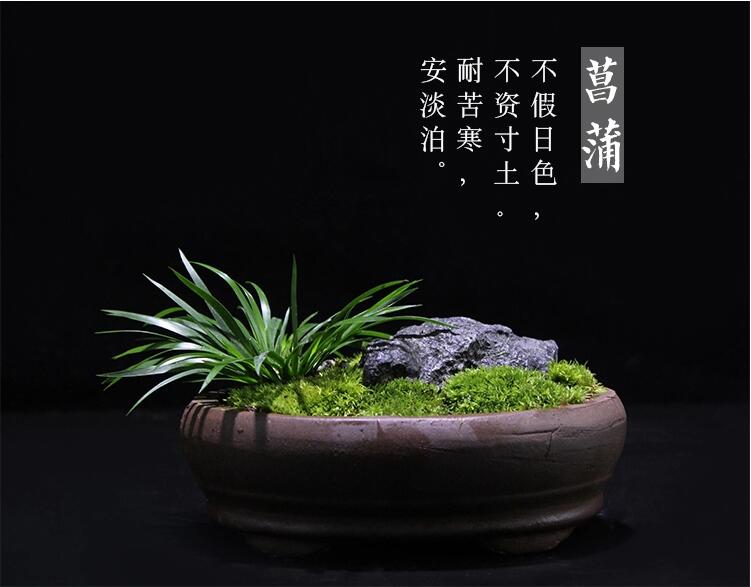 金錢菖蒲微景觀盆景