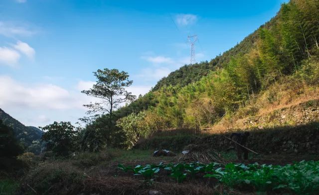 麗水·曼山居，依山而居便不知人間是何夕