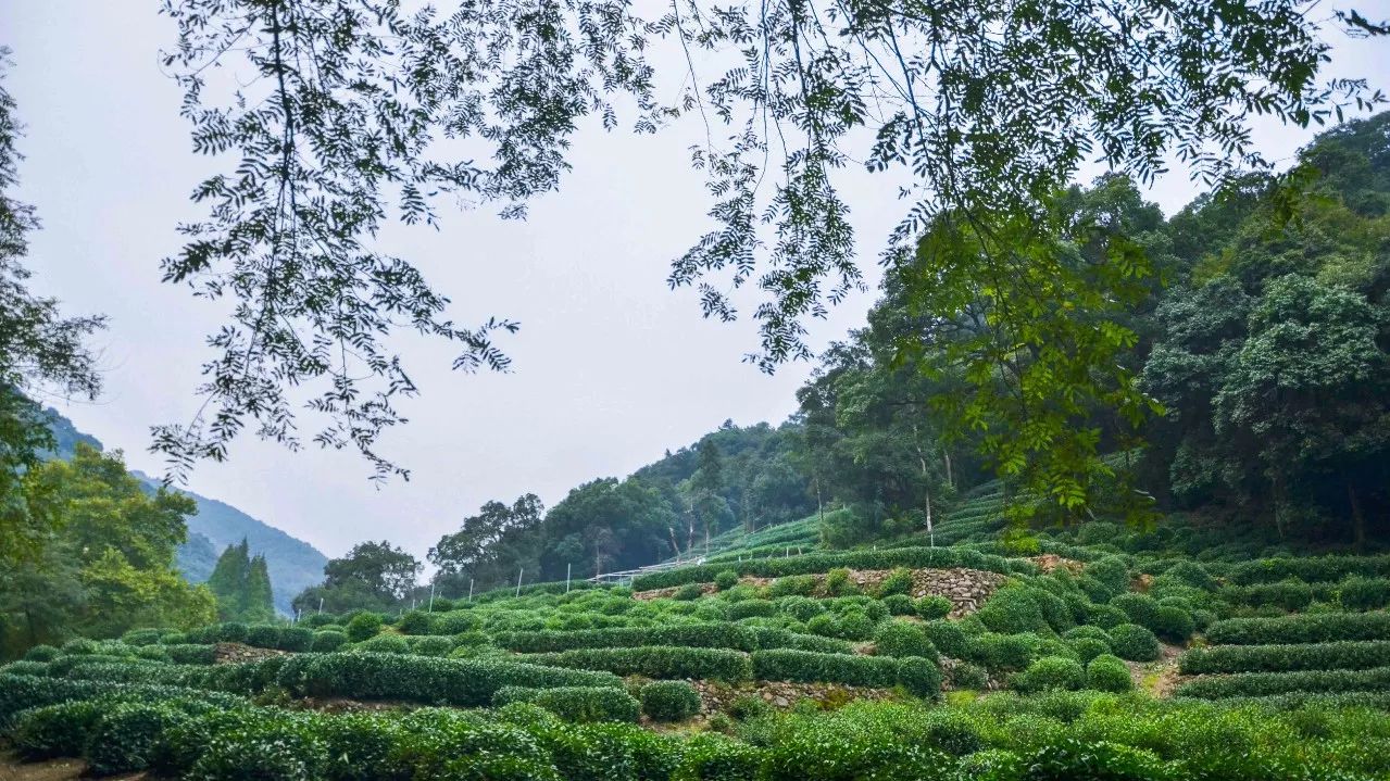 茶隱·喜在山舍，上有茶山下有九溪肆意虛度生活