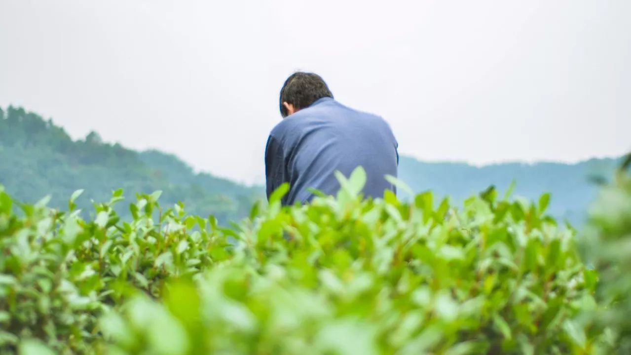 茶隱·喜在山舍，上有茶山下有九溪肆意虛度生活