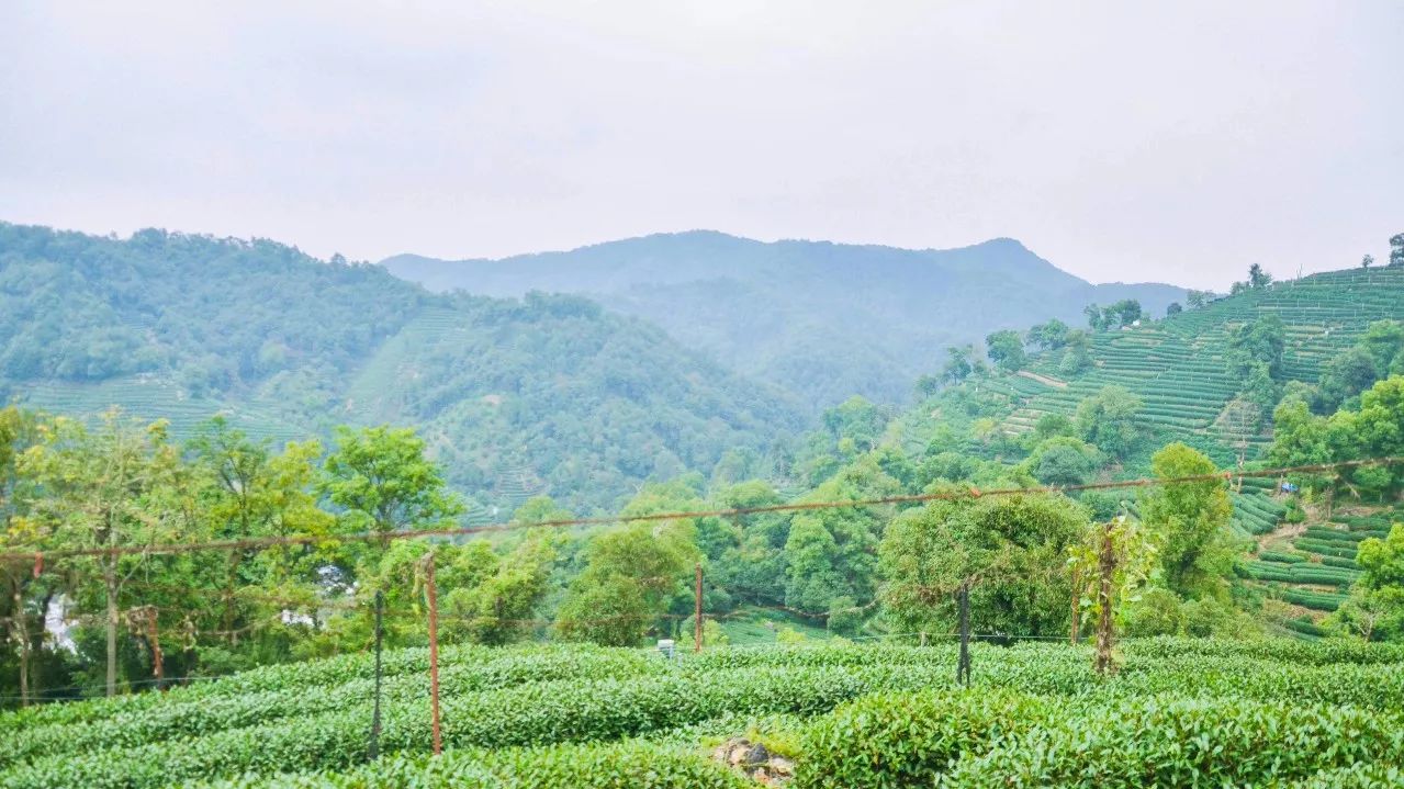 茶隱·喜在山舍，上有茶山下有九溪肆意虛度生活