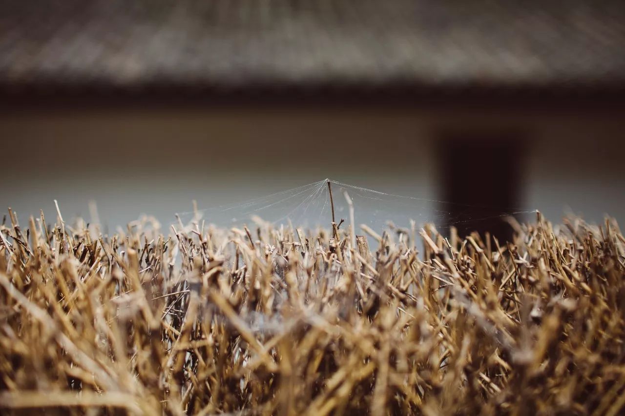 莫干山·三秋美宿，一日不見三秋盼兮