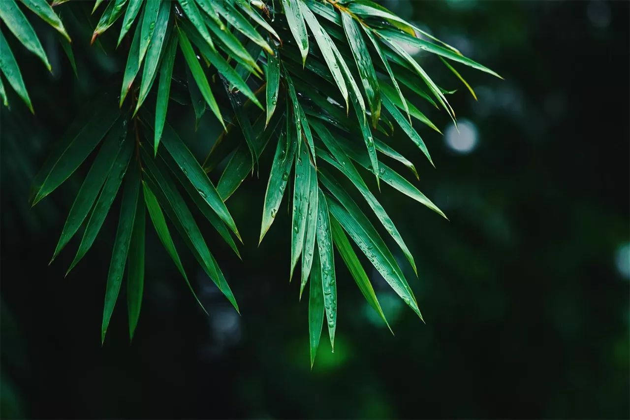 莫干山·趣舍一棵樹，置身山中與山林萬物相連