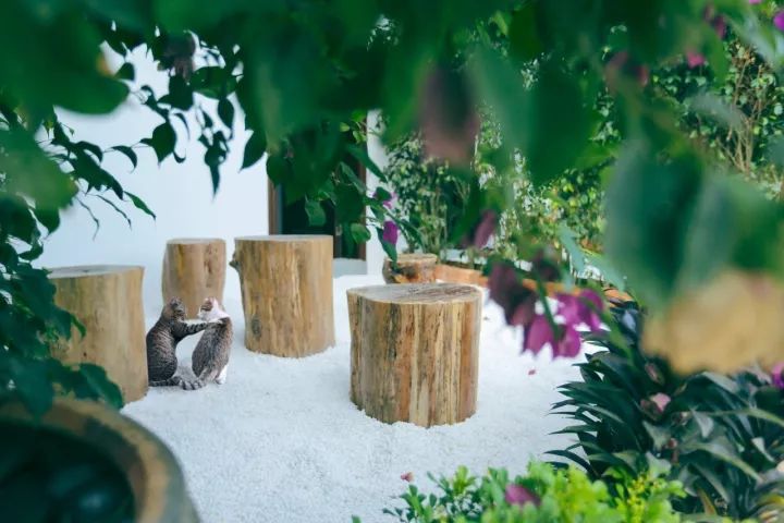 慢點(diǎn)藝術(shù)民宿，世間所有努力都是為了慢點(diǎn)