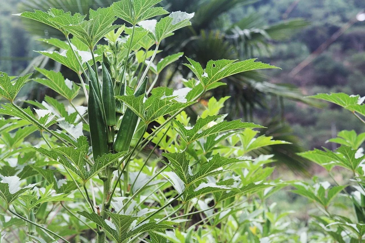 村上酒舍，體驗(yàn)古村生活一起慢慢變老