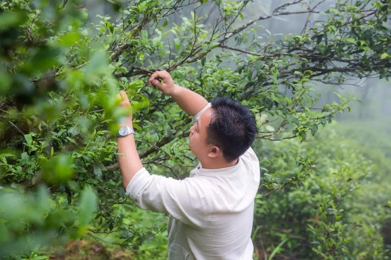 叢山茶境，一片天一座山忘了山外忘卻自己