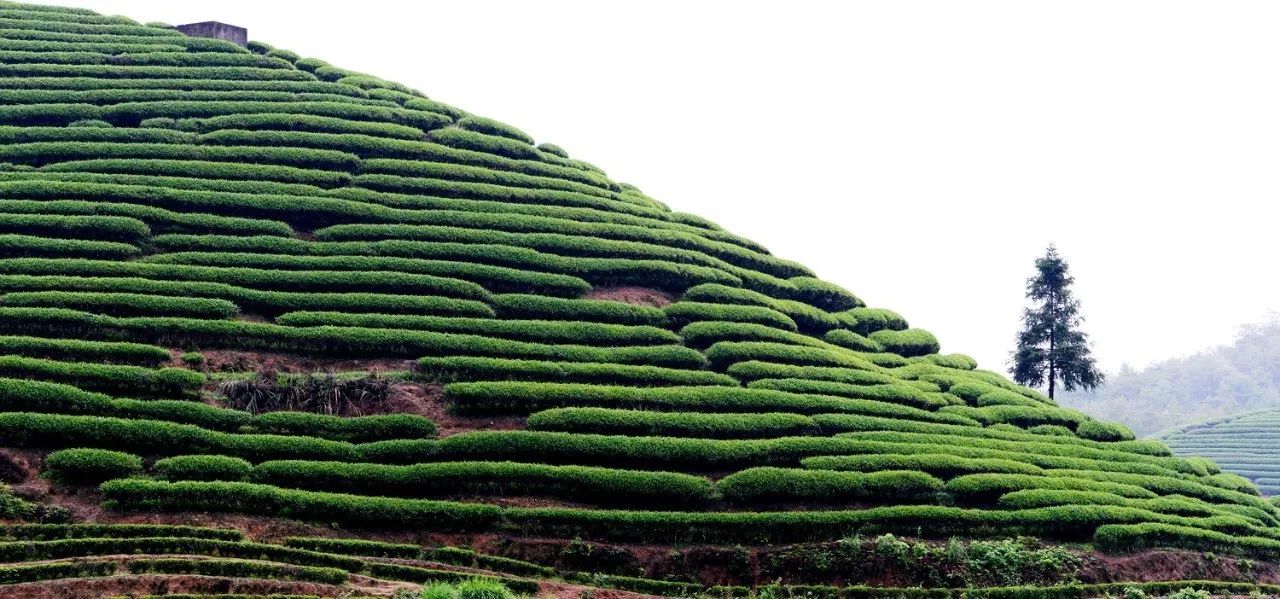 武夷山·山玖如意莊，一杯清茶一萬個(gè)品茶人