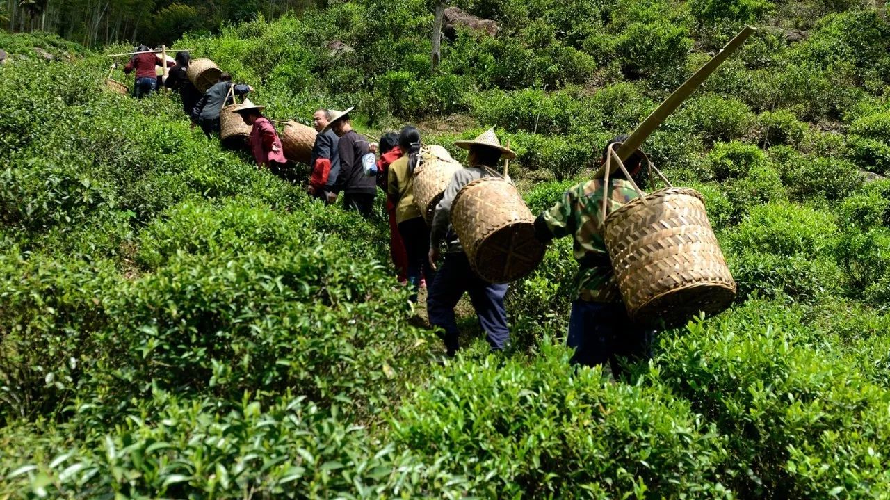 武夷山·山玖如意莊，一杯清茶一萬個(gè)品茶人