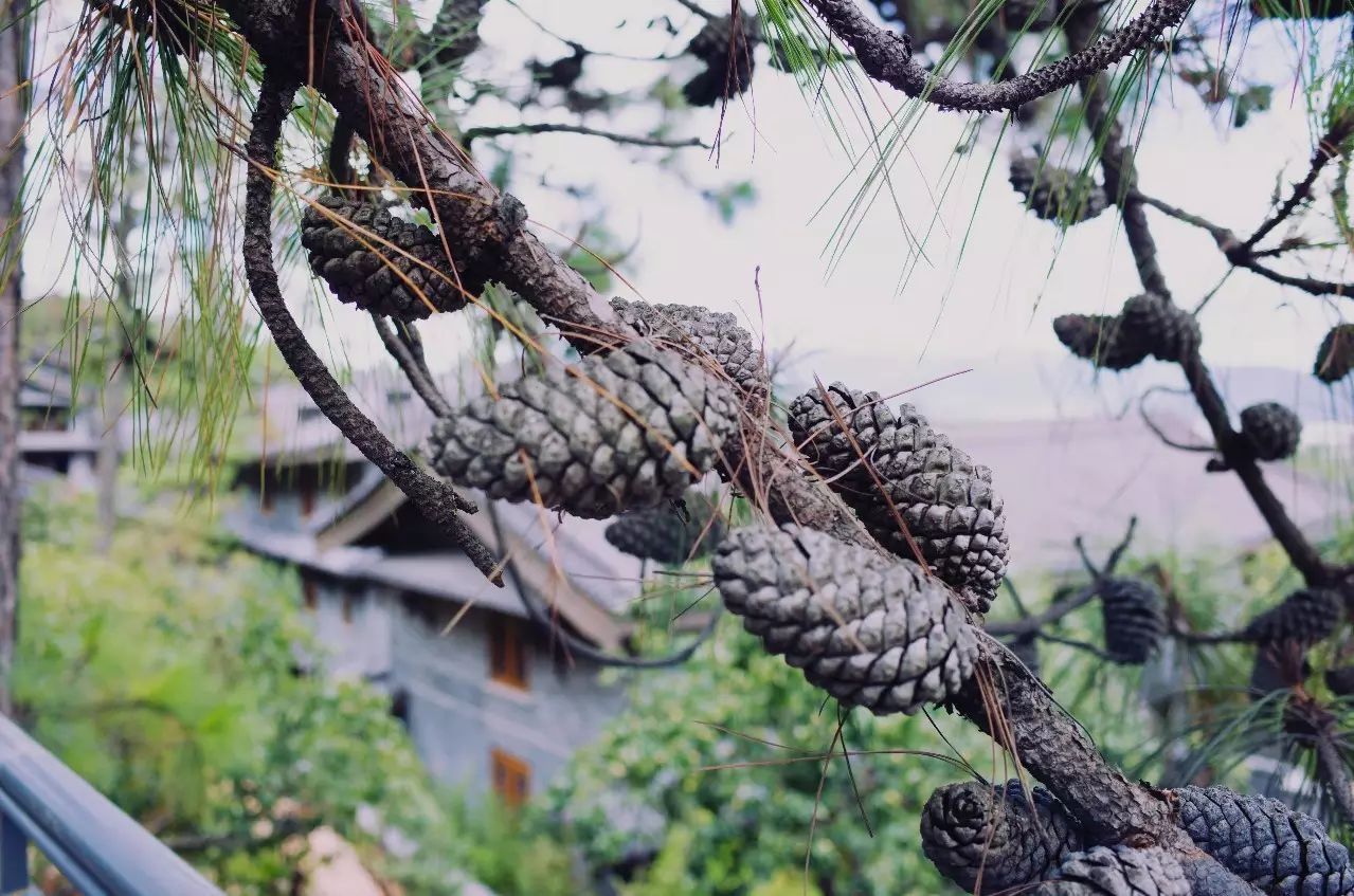 松贊麗江林卡，歷經(jīng)千百年歲月流淌的歷史古建