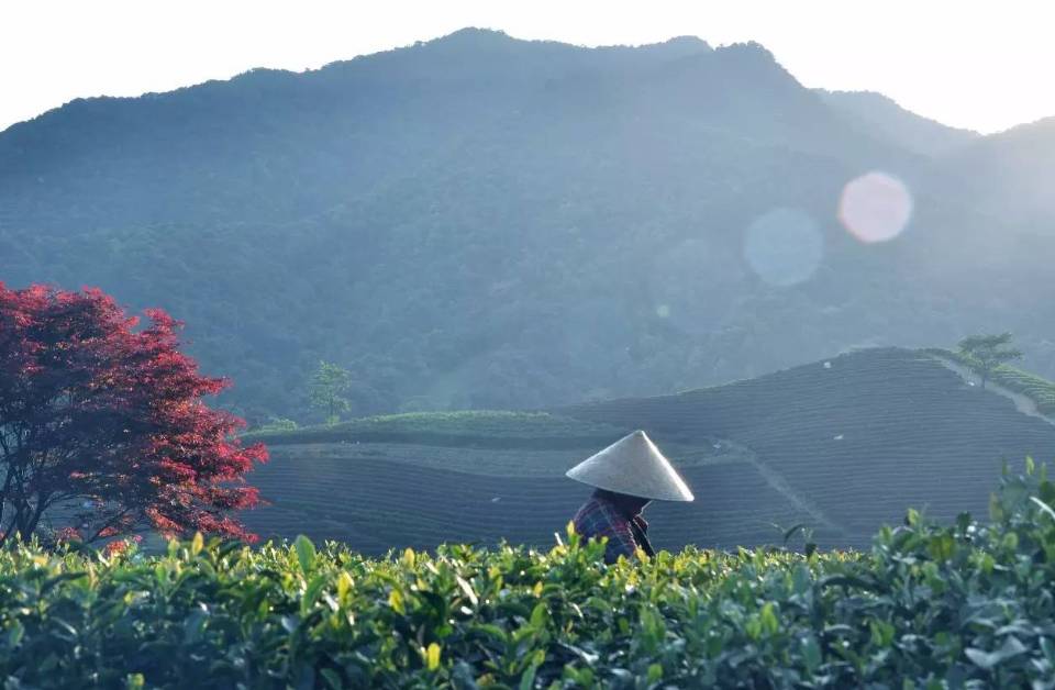 茗墅茶莊園，西湖以外的西湖