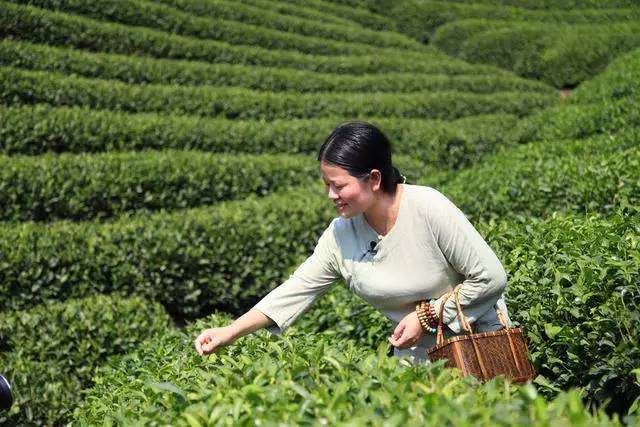 茗墅茶莊園，西湖以外的西湖