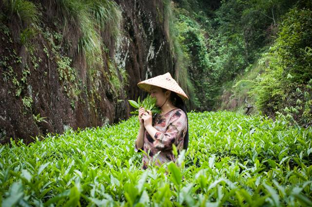 茶隱山房，以茶會友隱逸塵世