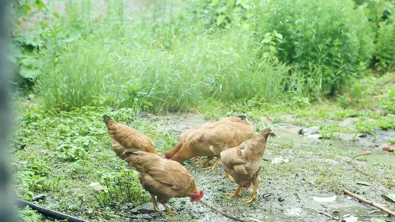 鳴林民宿，穿越千山萬水魂牽夢索的只有家鄉(xiāng)