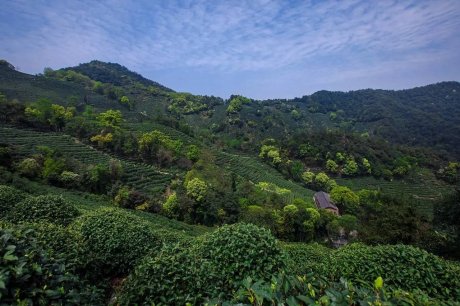 杭州龍井茂居民宿，在茶田之中枕著茶香入睡