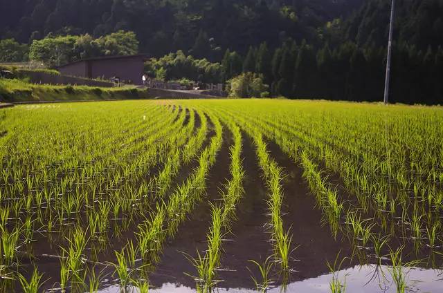 熹園茶宿，禪茶一宿悠然山水間