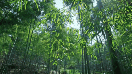 熹園茶宿，禪茶一宿悠然山水間