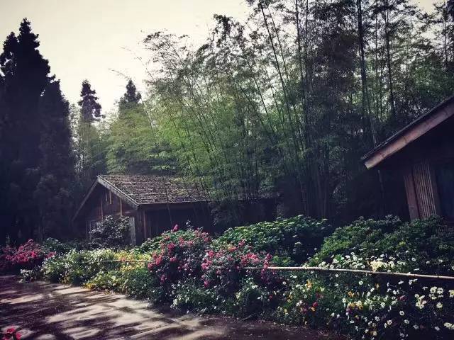 林中四舍民宿設(shè)計(jì)，一所鳥語(yǔ)花香的小木屋