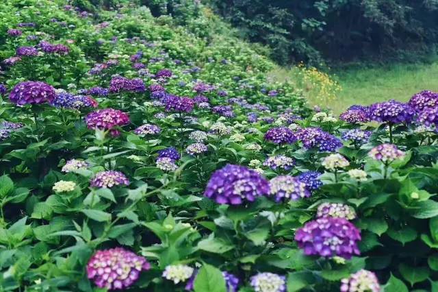 林中四舍民宿設(shè)計(jì)，一所鳥語(yǔ)花香的小木屋