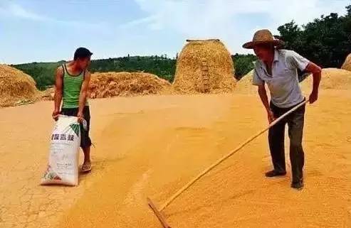 民俗文化童趣：二十年前割麥的童年