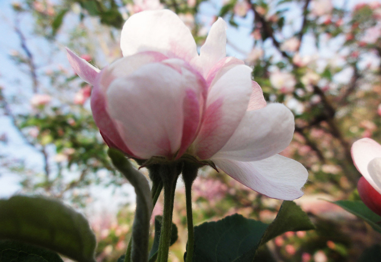 驚艷花朵風(fēng)景圖片：花開并蒂美哉!