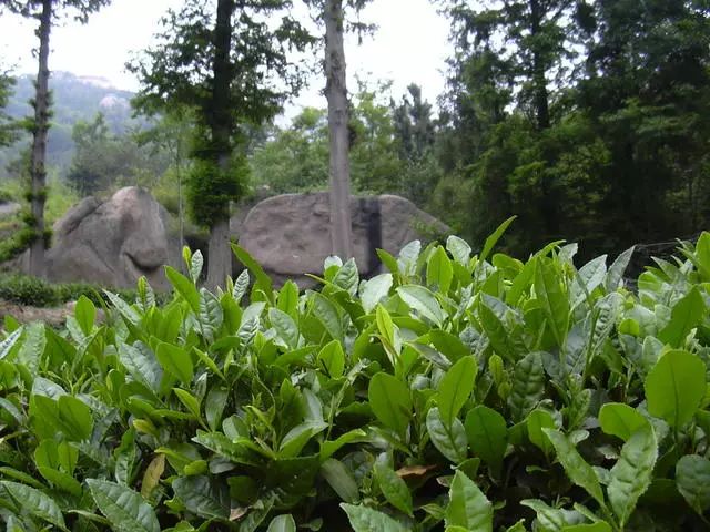 曉陽(yáng)春茶，尋找茶道融于茶水中的美好生活