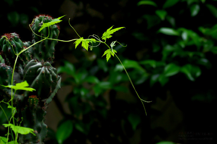 青絲綠葉迷人眼：一組清新植物風(fēng)景攝影