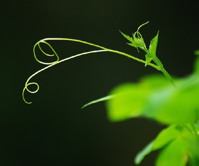 青絲綠葉迷人眼：一組清新植物風(fēng)景攝影