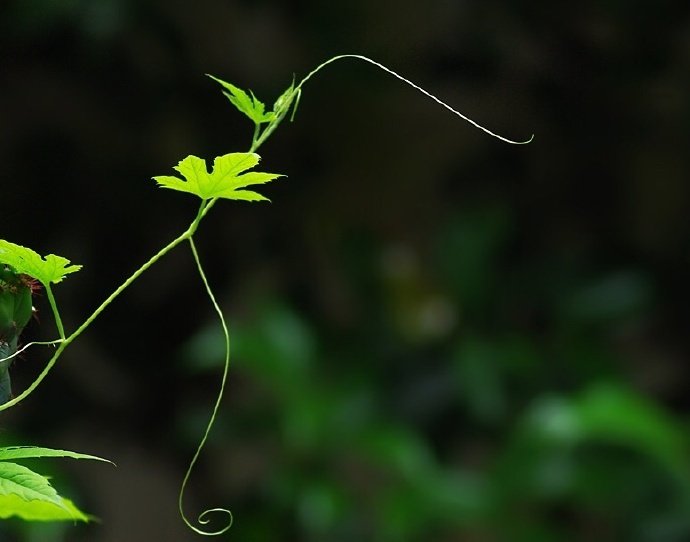 青絲綠葉迷人眼：一組清新植物風(fēng)景攝影