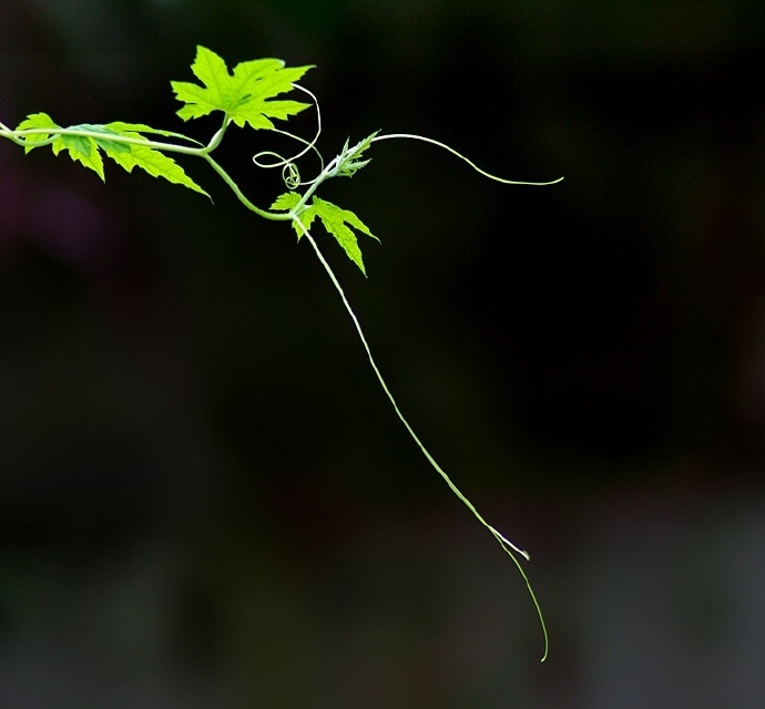 青絲綠葉迷人眼：一組清新植物風(fēng)景攝影