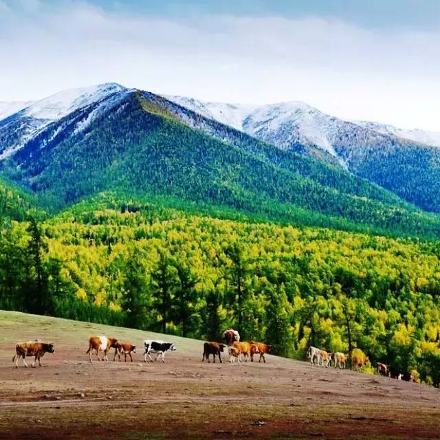 撥動心弦的人間美景：西北第一村·白哈巴