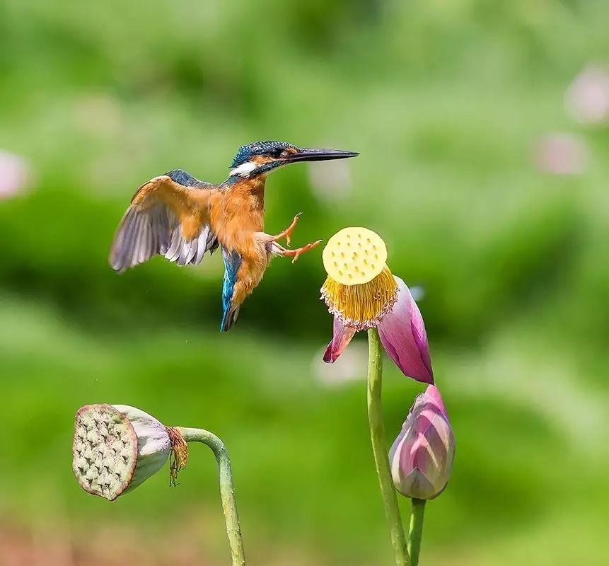 細(xì)微之美：一組荷花翠鳥(niǎo)美景圖