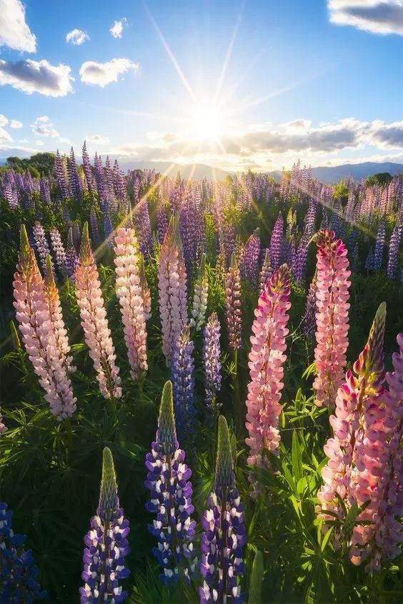 最美風(fēng)景《魯冰花》，送給母親的花！