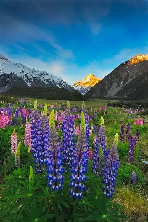 最美風(fēng)景《魯冰花》，送給母親的花！