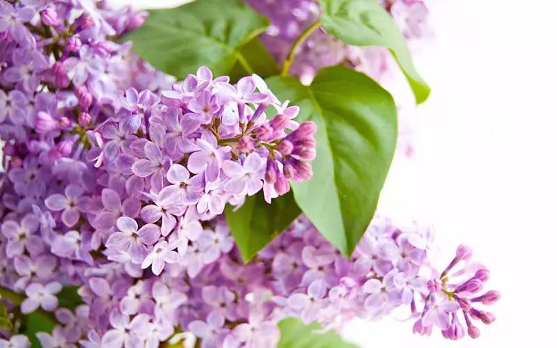 詩意風景：一花一世界，一詩一情懷