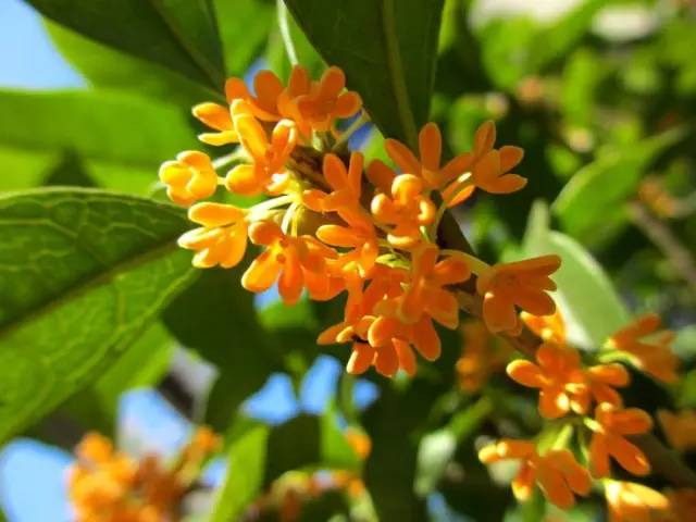 詩意風景：一花一世界，一詩一情懷