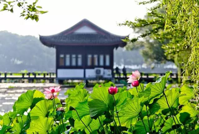 詩意風景：一花一世界，一詩一情懷