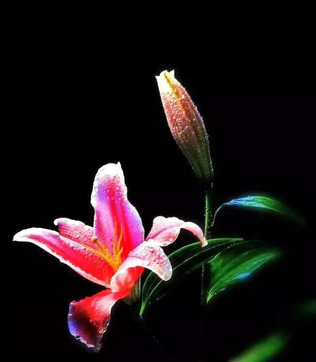 詩意風景：一花一世界，一詩一情懷