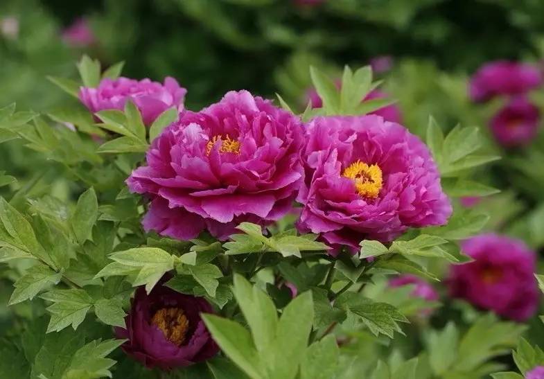 詩意風(fēng)景：一花一世界，一詩一情懷
