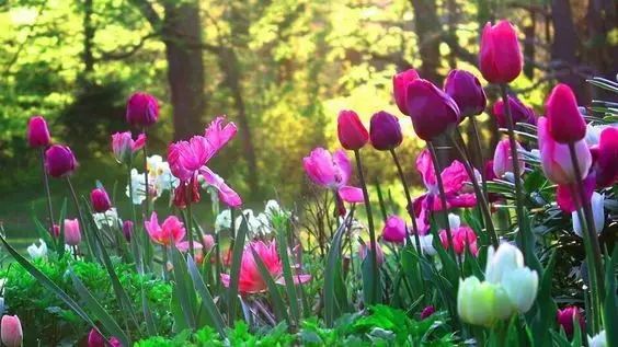 唯美風景圖片：春日黃昏一路芬芳