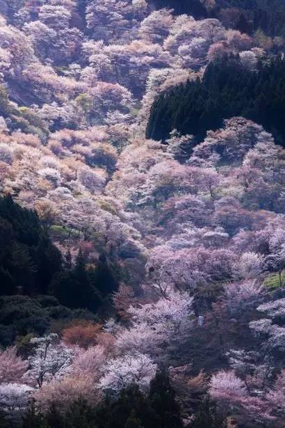 唯美風(fēng)景圖片：生命是一樹(shù)花開(kāi)