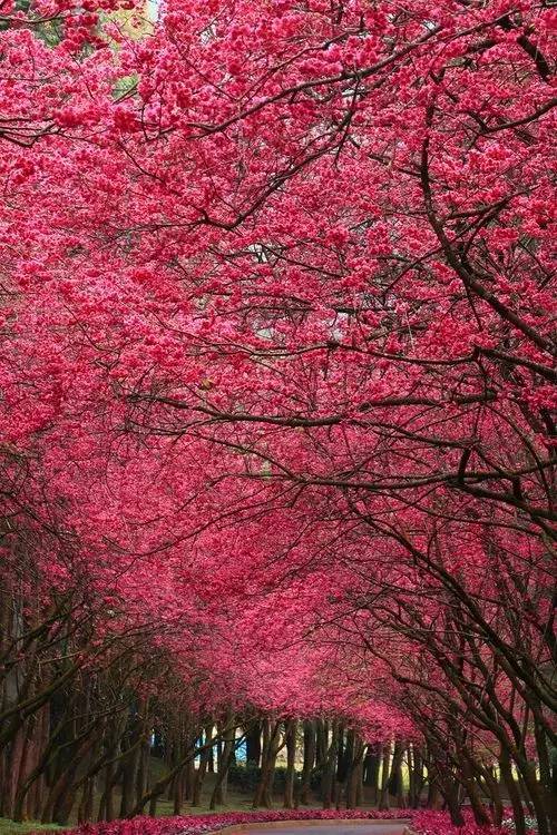 唯美風(fēng)景圖片：生命是一樹(shù)花開(kāi)