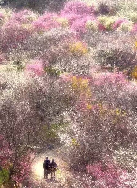 唯美風(fēng)景圖片：生命是一樹(shù)花開(kāi)