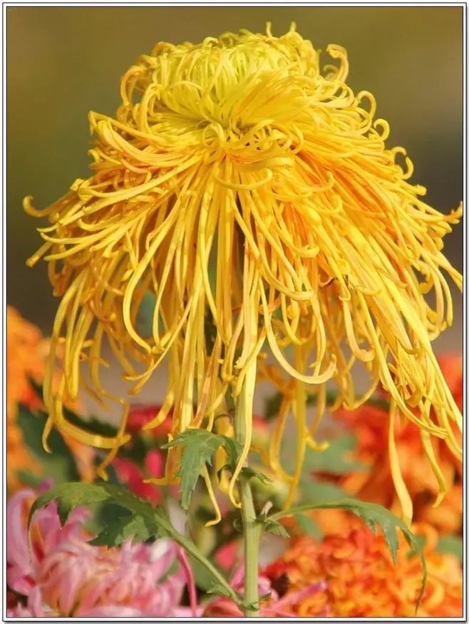 立冬時節(jié)菊繽紛，唯美菊花攝影！