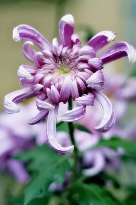 立冬時(shí)節(jié)菊繽紛，唯美菊花攝影！