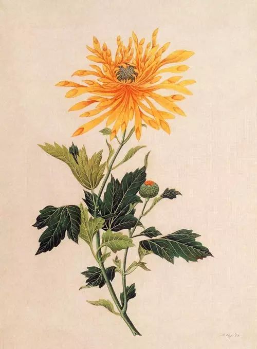 立冬時(shí)節(jié)菊繽紛，唯美菊花攝影！