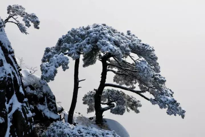 雪后黃山風(fēng)景宛如人間仙境，舞一曲雪中霓裳羽