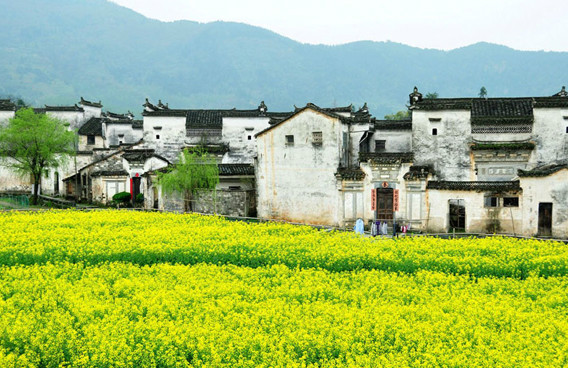 美到窒息的中國最美油菜花海，邂逅花海風(fēng)景！